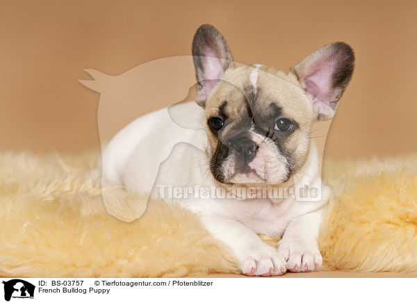 Franzsische Bulldogge Welpe / French Bulldog Puppy / BS-03757