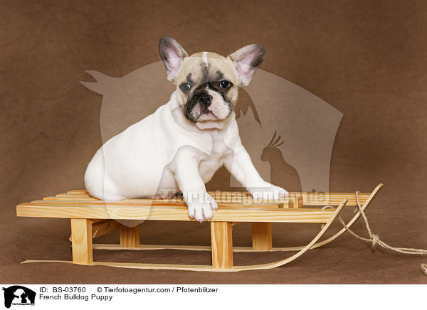 Franzsische Bulldogge Welpe / French Bulldog Puppy / BS-03760