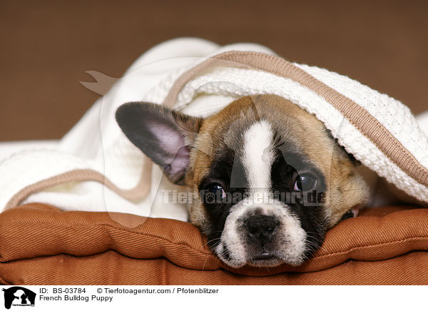 Franzsische Bulldogge Welpe / French Bulldog Puppy / BS-03784