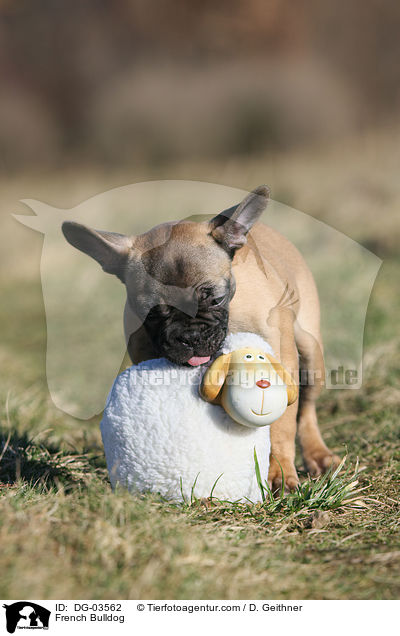 Franzsische Bulldogge / French Bulldog / DG-03562