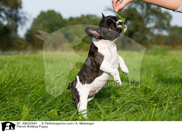 Franzsische Bulldogge Welpe / French Bulldog Puppy / AM-02944