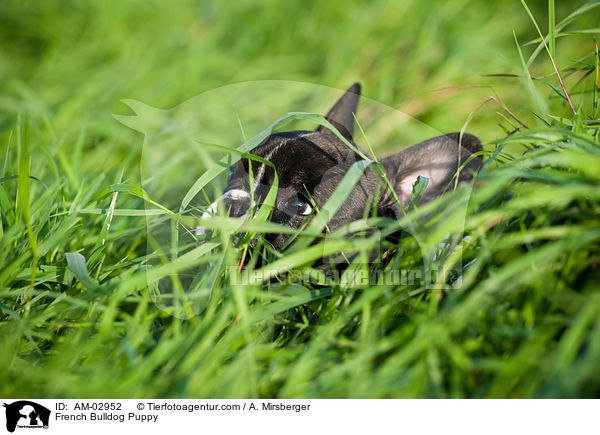 Franz�sische Bulldogge Welpe / French Bulldog Puppy / AM-02952
