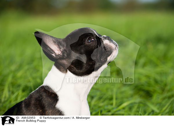 Franzsische Bulldogge Welpe / French Bulldog Puppy / AM-02953