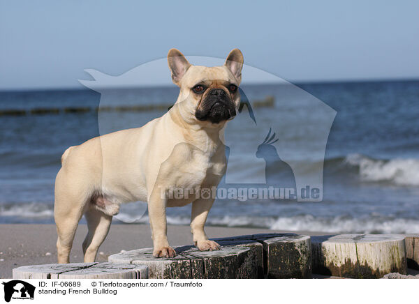 stehende Franzsische Bulldogge / standing French Bulldog / IF-06689