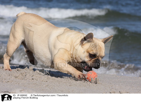 spielende Franzsische Bulldogge / playing French Bulldog / IF-06692