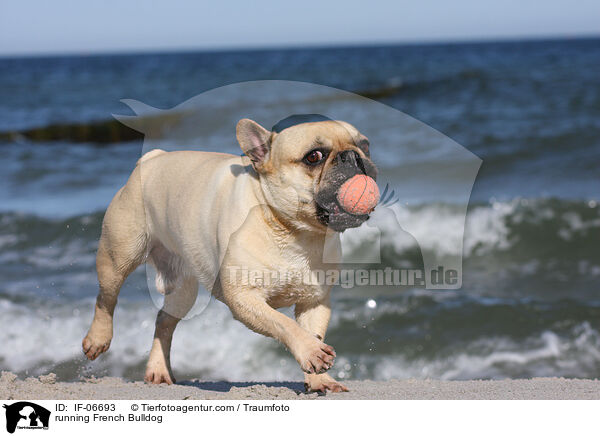 rennende Franzsische Bulldogge / running French Bulldog / IF-06693