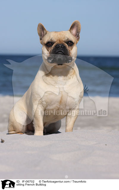 sitzende Franzsische Bulldogge / sitting French Bulldog / IF-06702