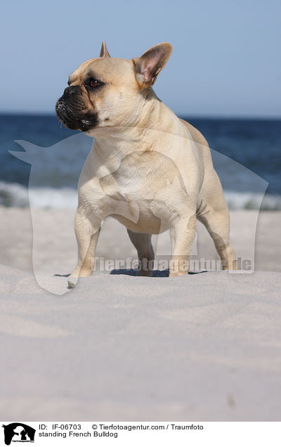 stehende Franzsische Bulldogge / standing French Bulldog / IF-06703
