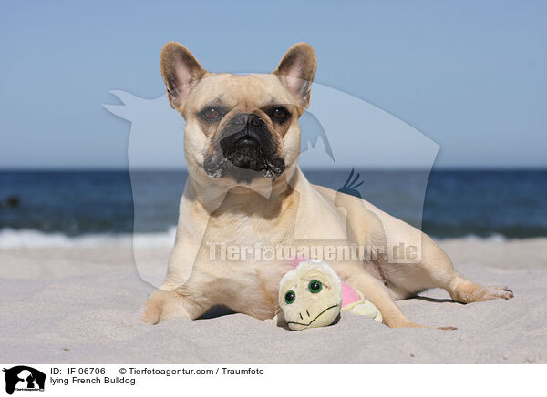 liegende Franzsische Bulldogge / lying French Bulldog / IF-06706