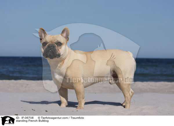 stehende Franzsische Bulldogge / standing French Bulldog / IF-06708