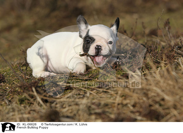 Franzsische Bulldogge Welpe / French Bulldog Puppy / KL-06626