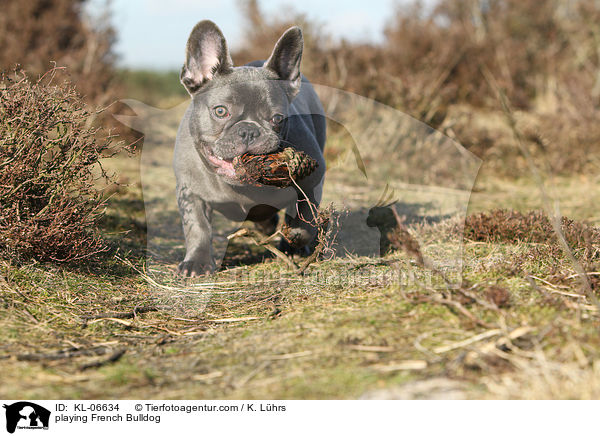 spielende Franzsische Bulldogge / playing French Bulldog / KL-06634
