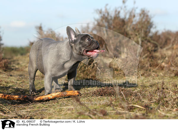 stehende Franzsische Bulldogge / standing French Bulldog / KL-06637