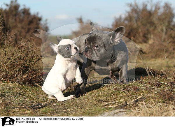 Franzsische Bulldoggen / French Bulldogs / KL-06638