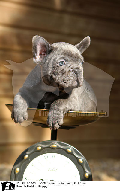 Franzsische Bulldogge Welpe / French Bulldog Puppy / KL-06663