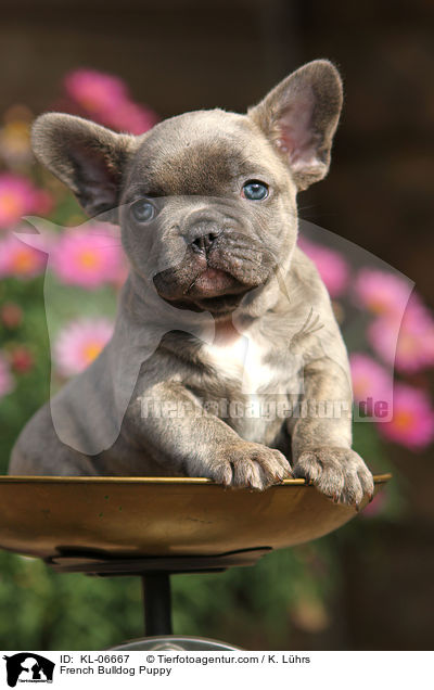 Franzsische Bulldogge Welpe / French Bulldog Puppy / KL-06667