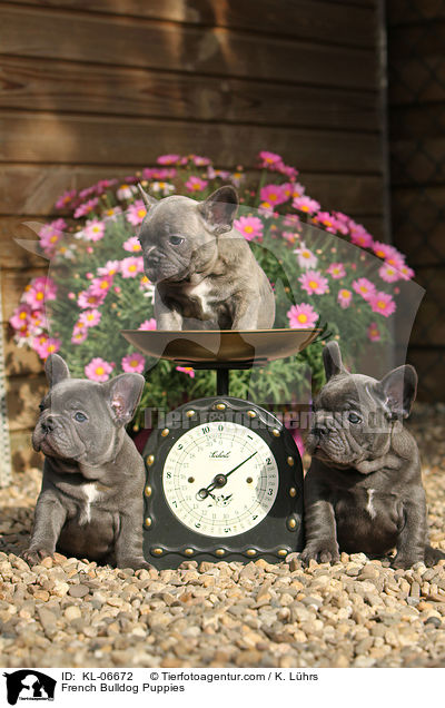 Franzsische Bulldogge Welpen / French Bulldog Puppies / KL-06672
