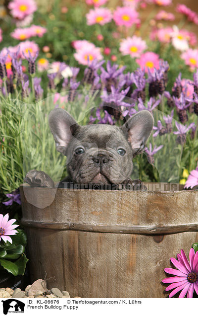 French Bulldog Puppy / KL-06676