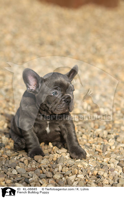 Franzsische Bulldogge Welpe / French Bulldog Puppy / KL-06685