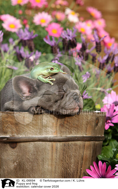 Welpe und Frosch / KL-06694