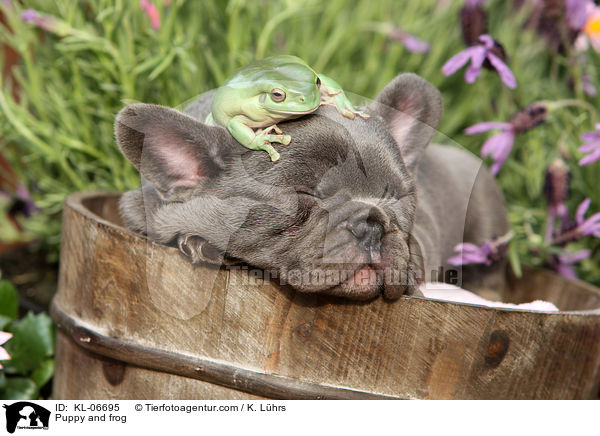 Welpe und Frosch / Puppy and frog / KL-06695