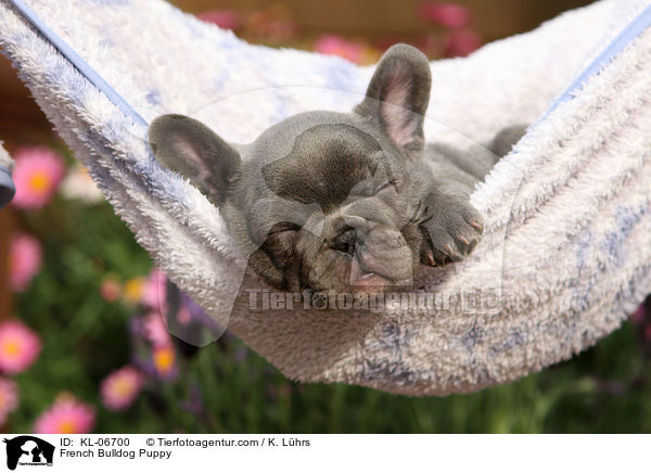 Franzsische Bulldogge Welpe / French Bulldog Puppy / KL-06700