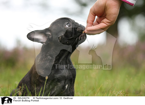 Franzsische Bulldogge Portrait / French Bulldog Portrait / DG-04274