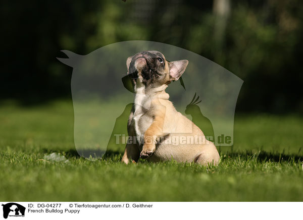 Franzsische Bulldogge Welpe / French Bulldog Puppy / DG-04277