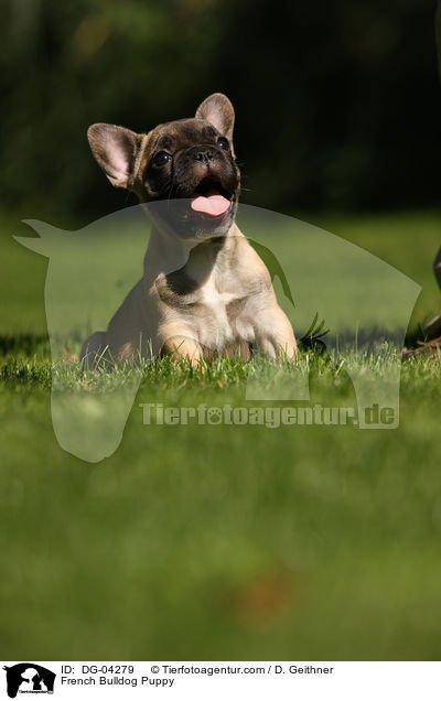Franzsische Bulldogge Welpe / French Bulldog Puppy / DG-04279