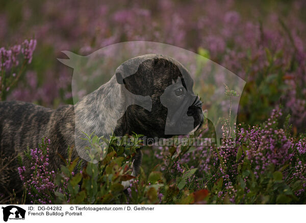 Franzsische Bulldogge Portrait / French Bulldog Portrait / DG-04282
