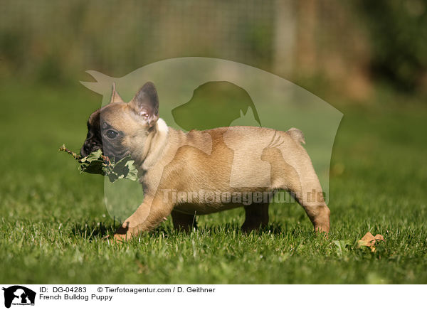 Franzsische Bulldogge Welpe / French Bulldog Puppy / DG-04283