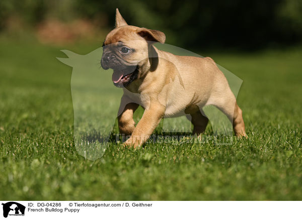 Franzsische Bulldogge Welpe / French Bulldog Puppy / DG-04286