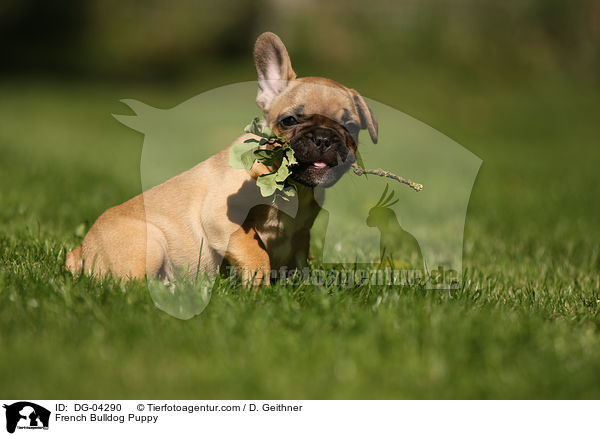 Franzsische Bulldogge Welpe / French Bulldog Puppy / DG-04290
