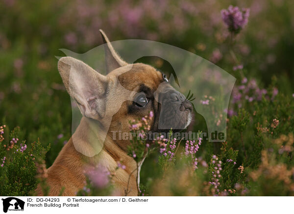 Franzsische Bulldogge Portrait / French Bulldog Portrait / DG-04293