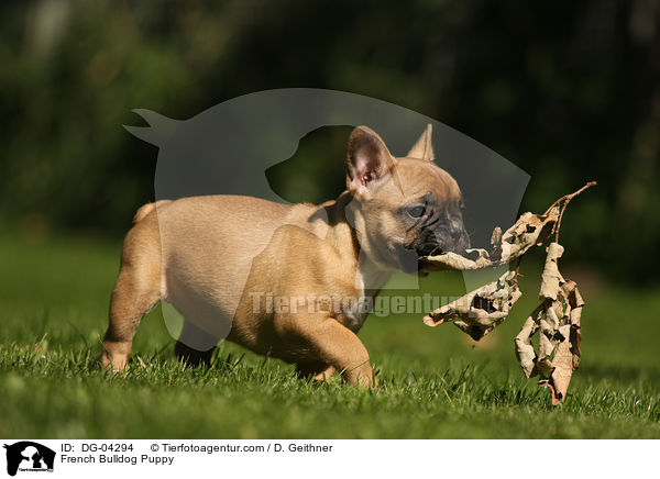 Franzsische Bulldogge Welpe / French Bulldog Puppy / DG-04294