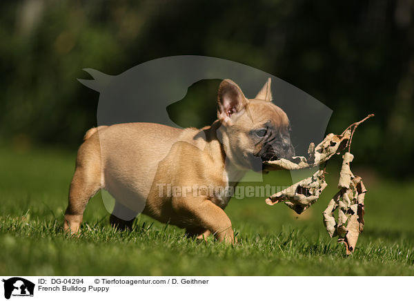 Franzsische Bulldogge Welpe / French Bulldog Puppy / DG-04294