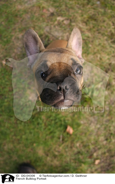 French Bulldog Portrait / DG-04306