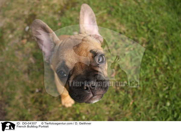 French Bulldog Portrait / DG-04307
