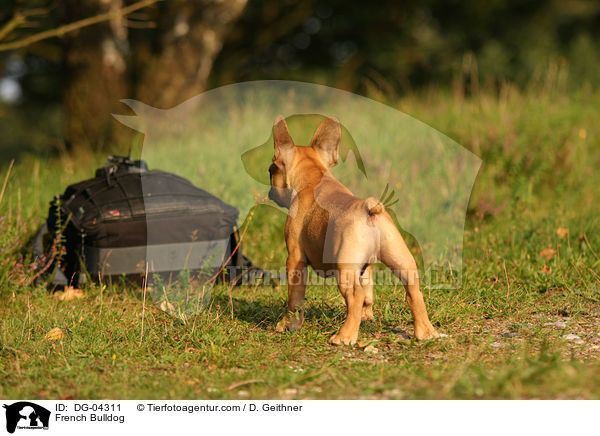 Franzsische Bulldogge / French Bulldog / DG-04311