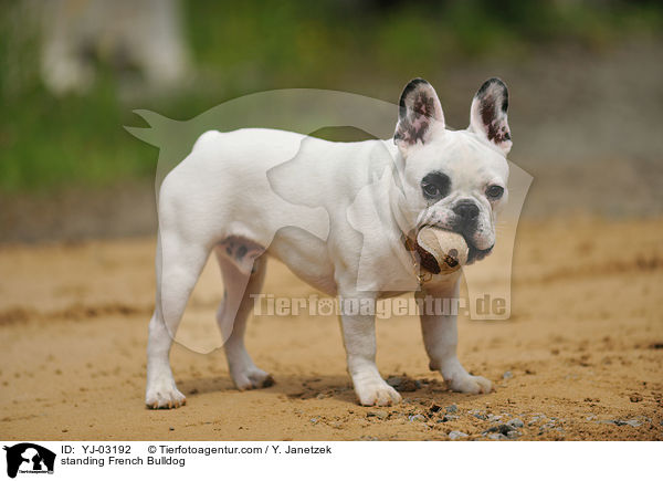 stehende Franzsische Bulldogge / standing French Bulldog / YJ-03192