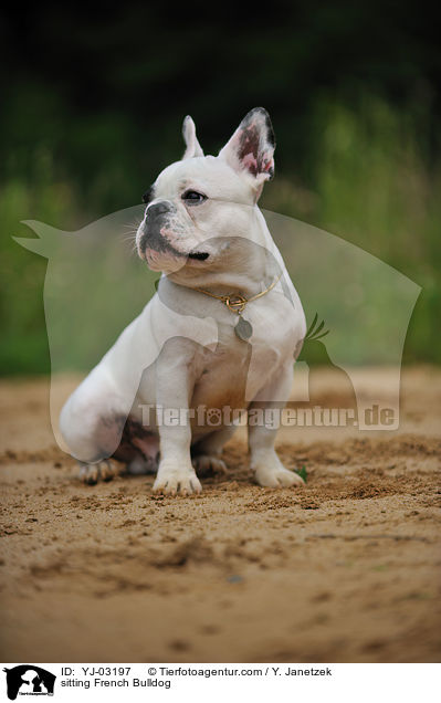 sitzende Franzsische Bulldogge / sitting French Bulldog / YJ-03197
