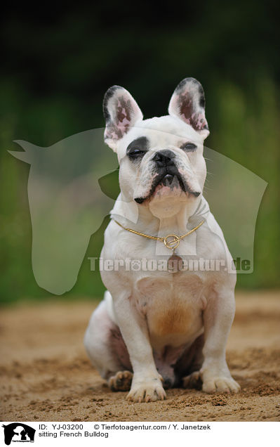sitzende Franz�sische Bulldogge / sitting French Bulldog / YJ-03200