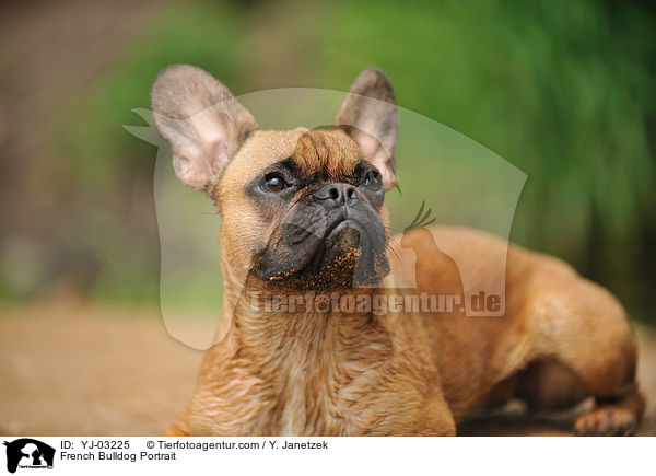 Franzsische Bulldogge Portrait / French Bulldog Portrait / YJ-03225