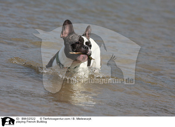 spielende Franzsische Bulldogge / playing French Bulldog / BM-02522