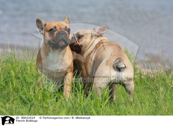 Franzsische Bulldoggen / French Bulldogs / BM-02524