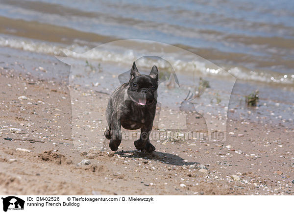 rennende Franzsische Bulldogge / running French Bulldog / BM-02526