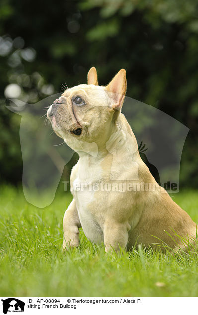 sitzende Franzsische Bulldogge / sitting French Bulldog / AP-08894