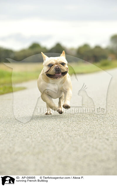 rennende Franzsische Bulldogge / running French Bulldog / AP-08895