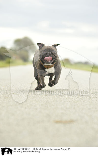rennende Franzsische Bulldogge / running French Bulldog / AP-08897
