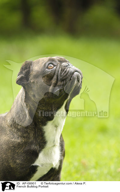 Franzsische Bulldogge Portrait / French Bulldog Portrait / AP-08901